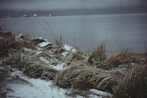Marram grass covered with snow and sea in background during winter — Stock Photo