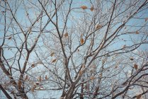 Ramos de árvores nuas contra o céu azul — Fotografia de Stock