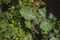 Крупним планом бурякова рослина в овочевому саду — стокове фото