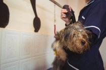Жінка використовує сушарку на собаці після миття в центрі догляду за собаками — стокове фото