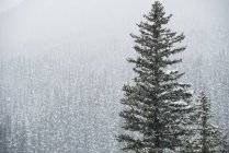 Дерева, покриті снігом в лісі взимку — стокове фото