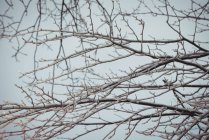 Close up view of tree branches blue sky — Stock Photo