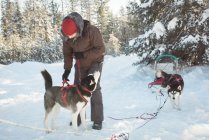 Musher, пов'язуючи husky собаки повинні саней взимку на сніжний пейзаж — стокове фото