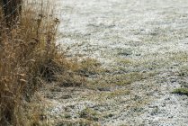 Close-up de grama seca em terra coberta de neve — Fotografia de Stock
