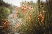 Close-up de plantas murchas em bosques ao ar livre — Fotografia de Stock