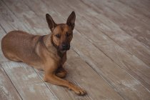Собака отдыхает на деревянном полу снаружи дома — стоковое фото