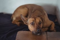 Primo piano di un cane che si riposa su un letto di cane — Foto stock