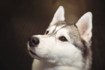 Gros plan d'un curieux husky sibérien levant les yeux — Photo de stock