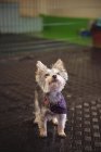 Крупный план Йоркширского терьера щенка, смотрящего в собачий центр — стоковое фото