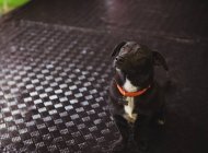 Close-up de cão beagle preto olhando para o centro de cuidados do cão — Fotografia de Stock