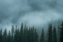 Scenic view of pine trees in forest in foggy weather — Stock Photo