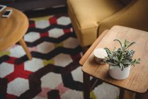 Casa planta suculenta na mesa de madeira na sala de estar em casa — Fotografia de Stock
