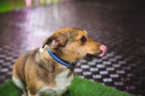 Hund sitzt auf Hundebett und leckt Nase in Hundeschule — Stockfoto