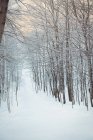 Schneebedeckter Weg, der im Winter durch kahle Bäume führt — Stockfoto