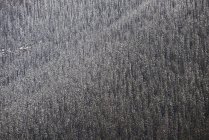 Vista panorámica de pinos en bosque invernal - foto de stock