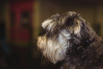 Primo piano del cucciolo terrier cairn — Foto stock