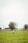 Visão traseira da mulher com cesta andando no campo verde — Fotografia de Stock