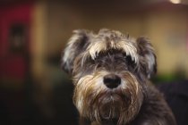 Nahaufnahme von Cairn Terrier Welpen — Stockfoto