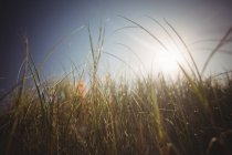 Nahaufnahme von Gras im hellen Sonnenlicht im Freien — Stockfoto