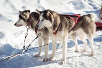 Groupe de chiens husky sibériens attendant la promenade en traîneau — Photo de stock