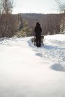 Rückansicht von Musher beim Schlittenfahren auf schneebedecktem Land — Stockfoto