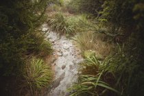 Passerella sassosa che attraversa la vegetazione forestale — Foto stock
