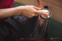 Close-up de mulher tomando banho de um cão na banheira no centro de cuidados do cão — Fotografia de Stock