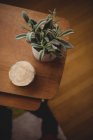 House plant and coasters kept on wooden table in living room at home — Stock Photo