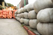 Close-up of stacked pumpkins in market — Stock Photo