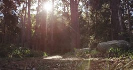 La lumière du soleil à travers les arbres dans la forêt — Photo de stock