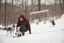 Мужчина ласкает молодых сибирских собак зимой — стоковое фото