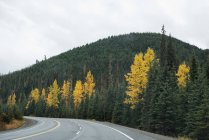 Асфальтована дорога через зелений ліс і гори — стокове фото