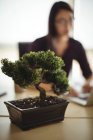 Крупним планом горщик рослина на столі в офісі з жінкою, що працює на фоні — стокове фото
