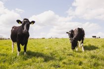 Коровы на травянистом ландшафте против облачного неба — стоковое фото