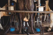 Fila di vacche con mungitrice in fienile — Foto stock