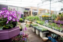 Вид на квіти і горщики рослин в садовому центрі — стокове фото