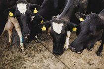 Blick von oben auf Kühe, die im Stall stehen — Stockfoto