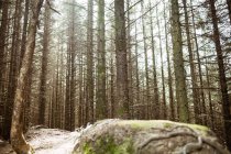 Vista ad angolo basso di alberi alti nella foresta — Foto stock