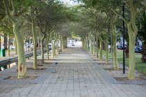 Camino bordeado de árboles a través de un parque a la luz del día - foto de stock