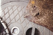 Мертва коричнева променева риба на підлозі у човні — стокове фото
