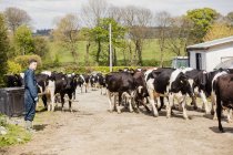 Vista lateral do agricultor em pé junto às vacas na estrada de terra — Fotografia de Stock