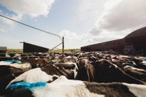 Vaches debout dehors grange contre ciel — Photo de stock