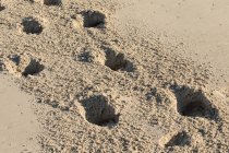 Отпечатки лап на песке на пляже — стоковое фото