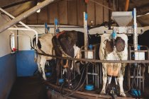 Ряд корів з доїльною машиною в сараї — стокове фото