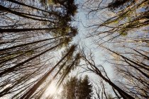 Низкий угол обзора высоких деревьев в лесу — стоковое фото