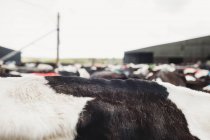 Обрезанное изображение коров снаружи сарая, прижатых к небу — стоковое фото