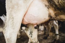 Обрезанное изображение коровы, стоящей на поле — стоковое фото
