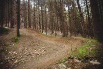 Пустой грунтовой дороге среди деревьев в лесу — стоковое фото