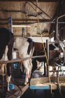 Reihe von Kühen mit Melkmaschine im Stall — Stockfoto