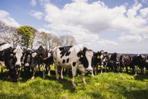Vacas pastando em campo gramado contra céu nublado — Fotografia de Stock